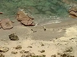 Australian sea lions on beach at Point Labatt.