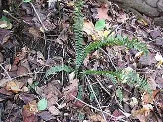 small green fern, some fronds flat and some upright and arched