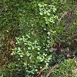 Habit & habitat