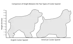 A diagram showing the difference in heights and body shapes of two dogs