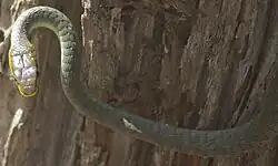 Image 32Common Tree Snake (from Australian snake habitats)