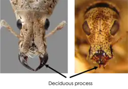 Dorsal views of the head of Compsus auricephalus (Eustylini) and Apodrosus quisqueyanus (Polydrusini) showing their deciduous processes. In Compsus auricephalus the deciduous processes are large and sickle-shaped, whereas in Apodrosus quisqueyanus these are very small.