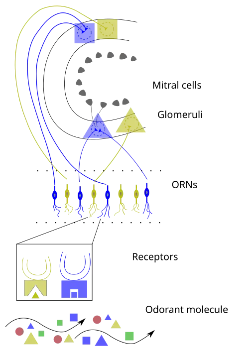 A simple diagram showing small triangles and rectangles that represent various chemical compounds rising up to a few lines that represent cells that can absorb them and then send electrical signals to the brain to interpret