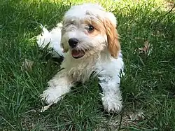 Image 57Cavapoo puppy (from Puppy)