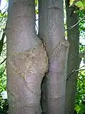 Acer pseudoplatanus showing inosculation