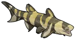 Ischnacanthus gracilis