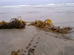 Washed-up kelp found along the coast of La Jolla Shores
