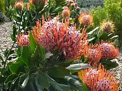 L. glabrum