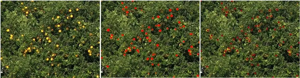 GemIdent identifying oranges in an orange grove