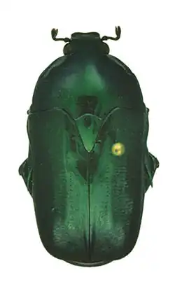 Poecilopharis samuelsoni Holotype female