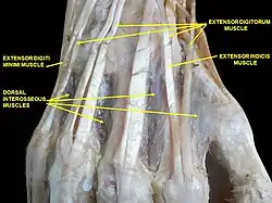 Muscles of hand. Posterior view.