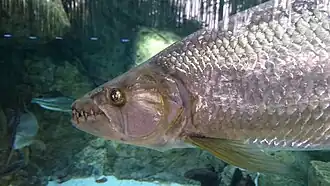 Goliath tigerfish